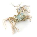 Horse Rearing with Chalcedony